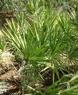Saw Palmetto for breast enhancement